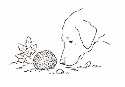 Récolte de la truffe
