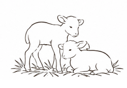 Naissance des agneaux